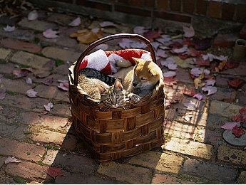 大逃杀《吸血鬼：避世血族血猎》终止更新 服务器会继续运行